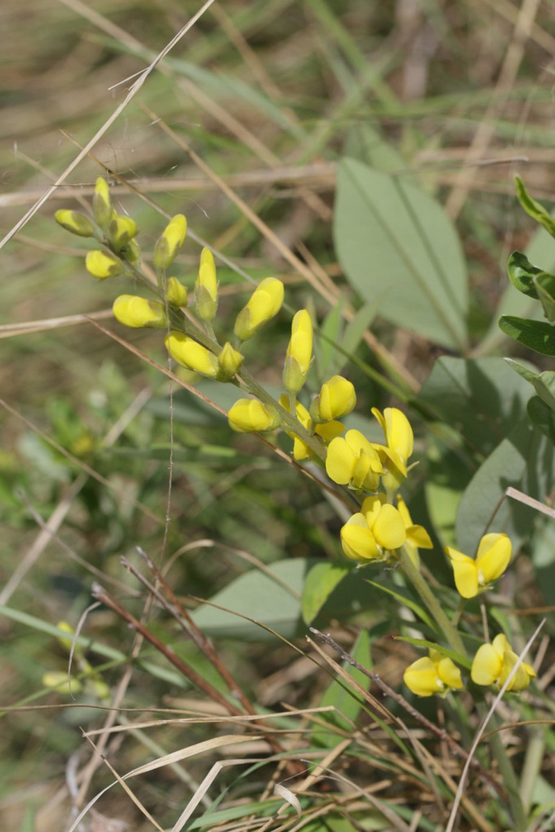 Grayhairy Wild Indigo photo 4