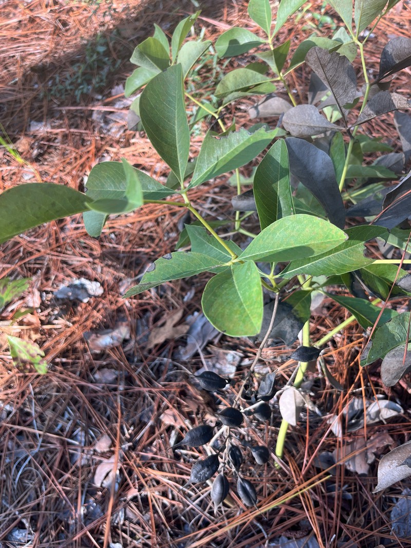 Grayhairy Wild Indigo photo 5