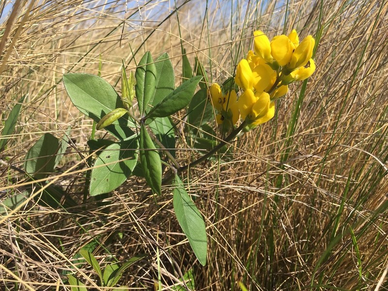 Grayhairy Wild Indigo photo 6