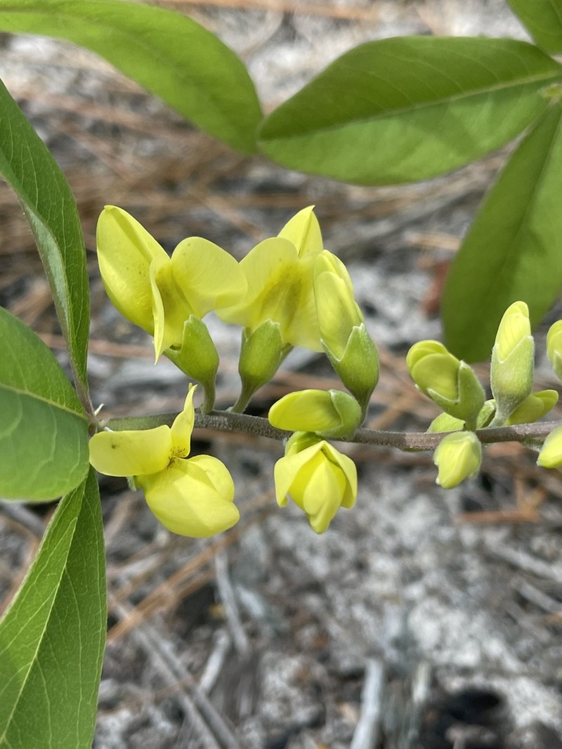 Grayhairy Wild Indigo photo 7