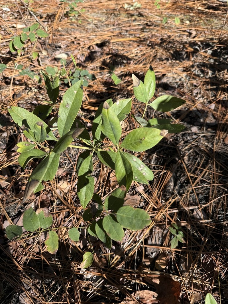 Grayhairy Wild Indigo photo 8