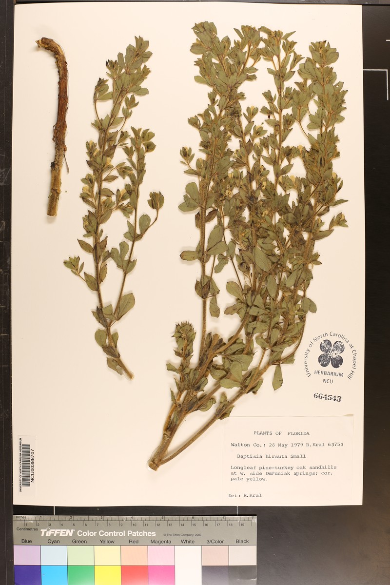 Baptisia hirsuta