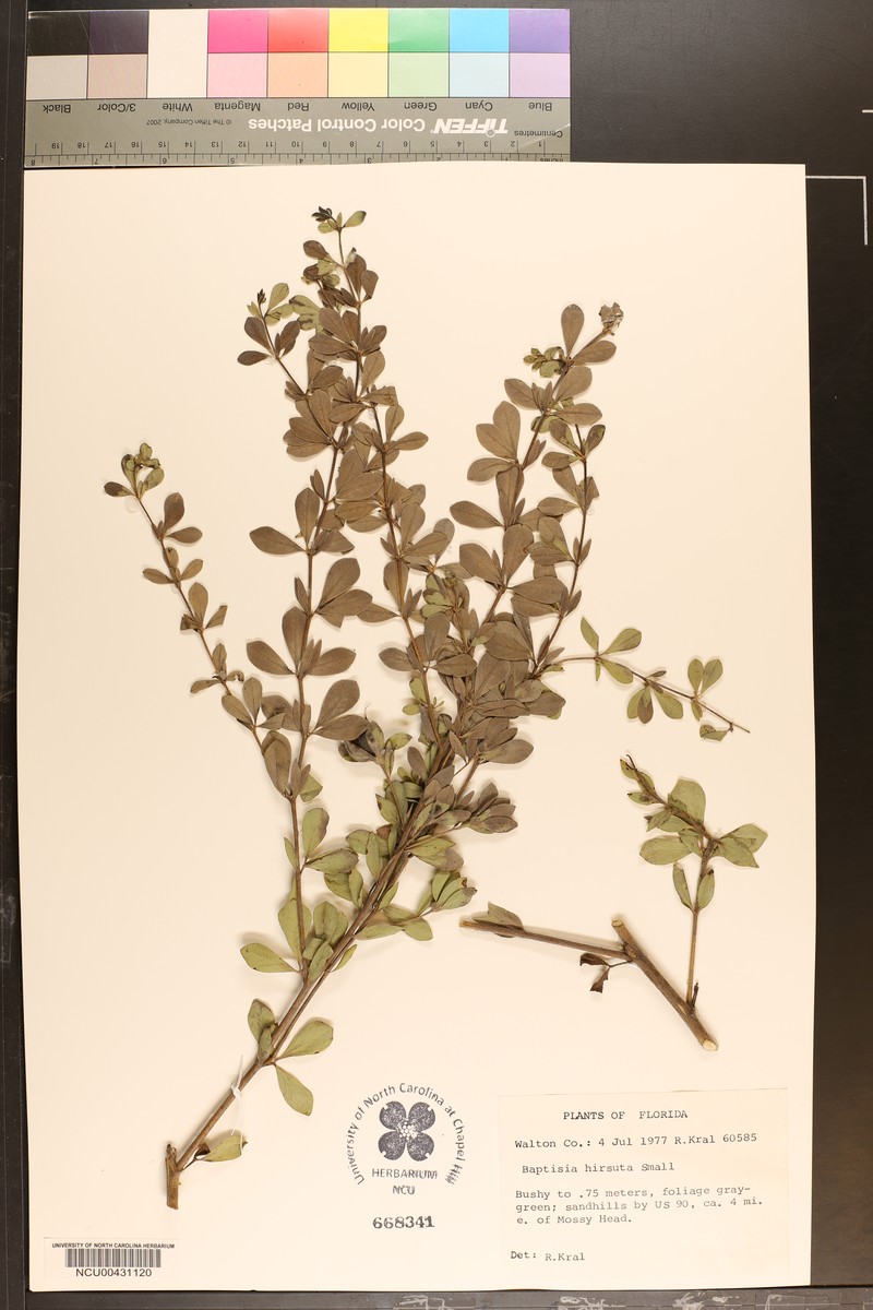 Baptisia hirsuta photo 2