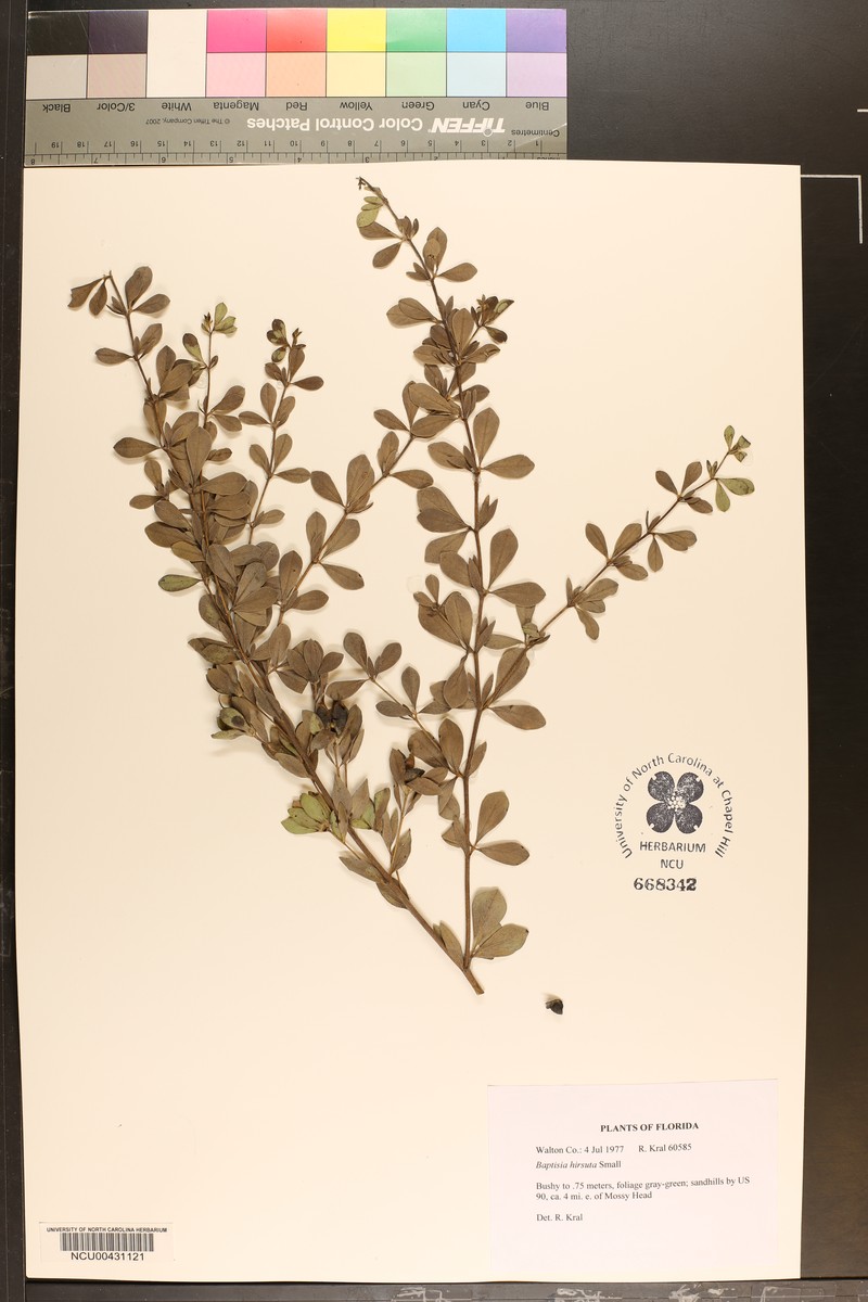 Baptisia hirsuta photo 3
