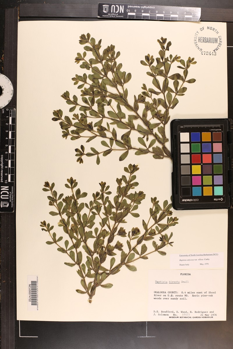 Baptisia hirsuta photo 4