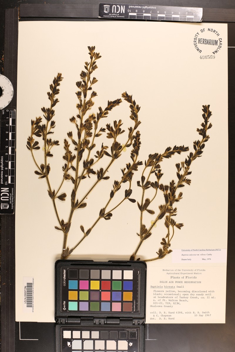 Baptisia hirsuta photo 5