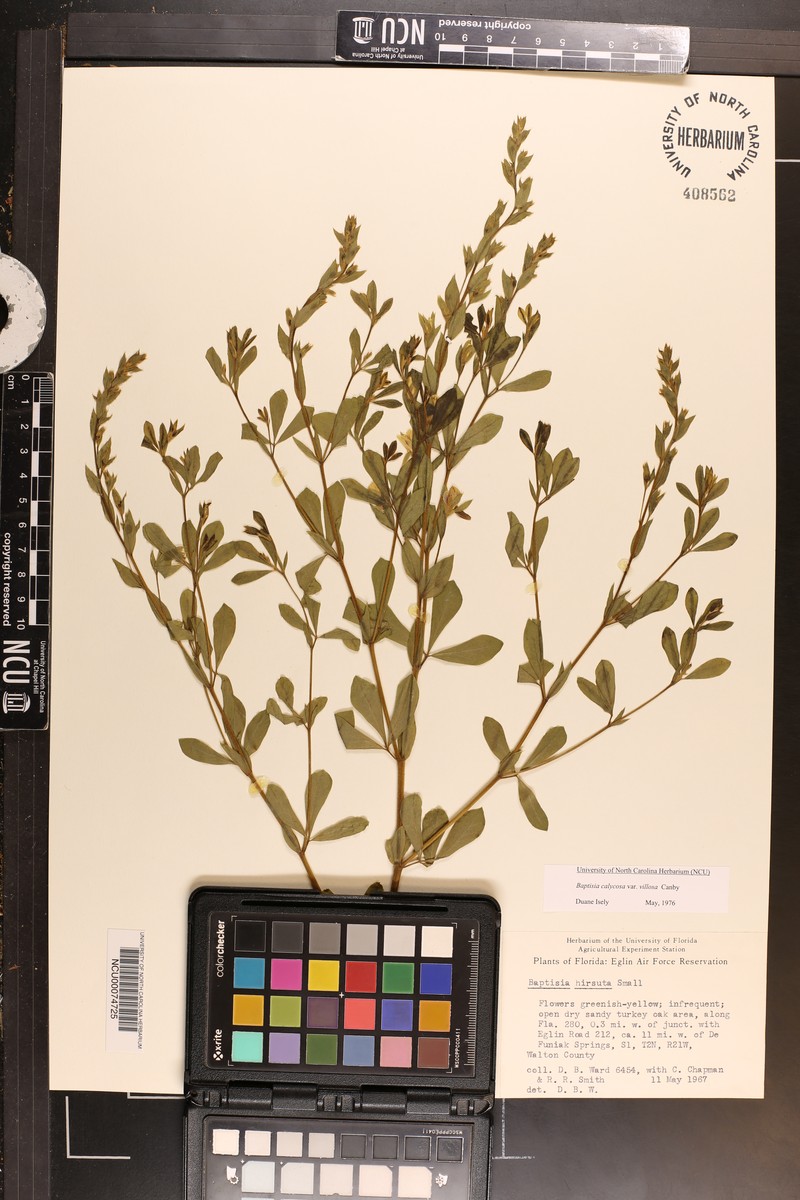 Baptisia hirsuta photo 6