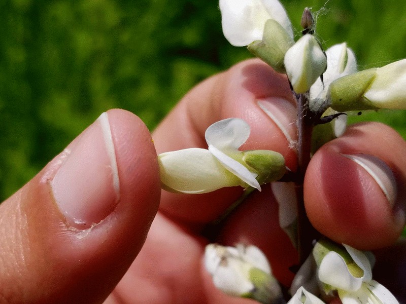 Baptisia lactea