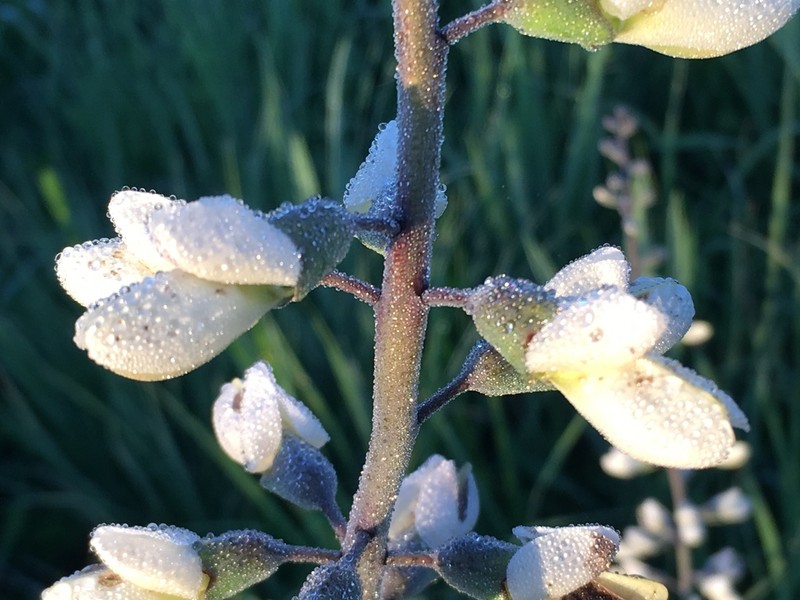 Baptisia lactea photo 2
