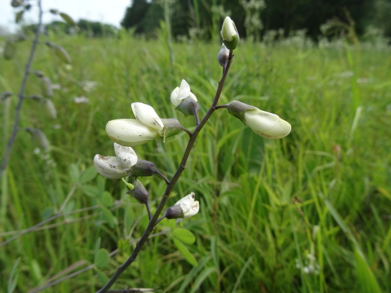 Baptisia lactea photo 3