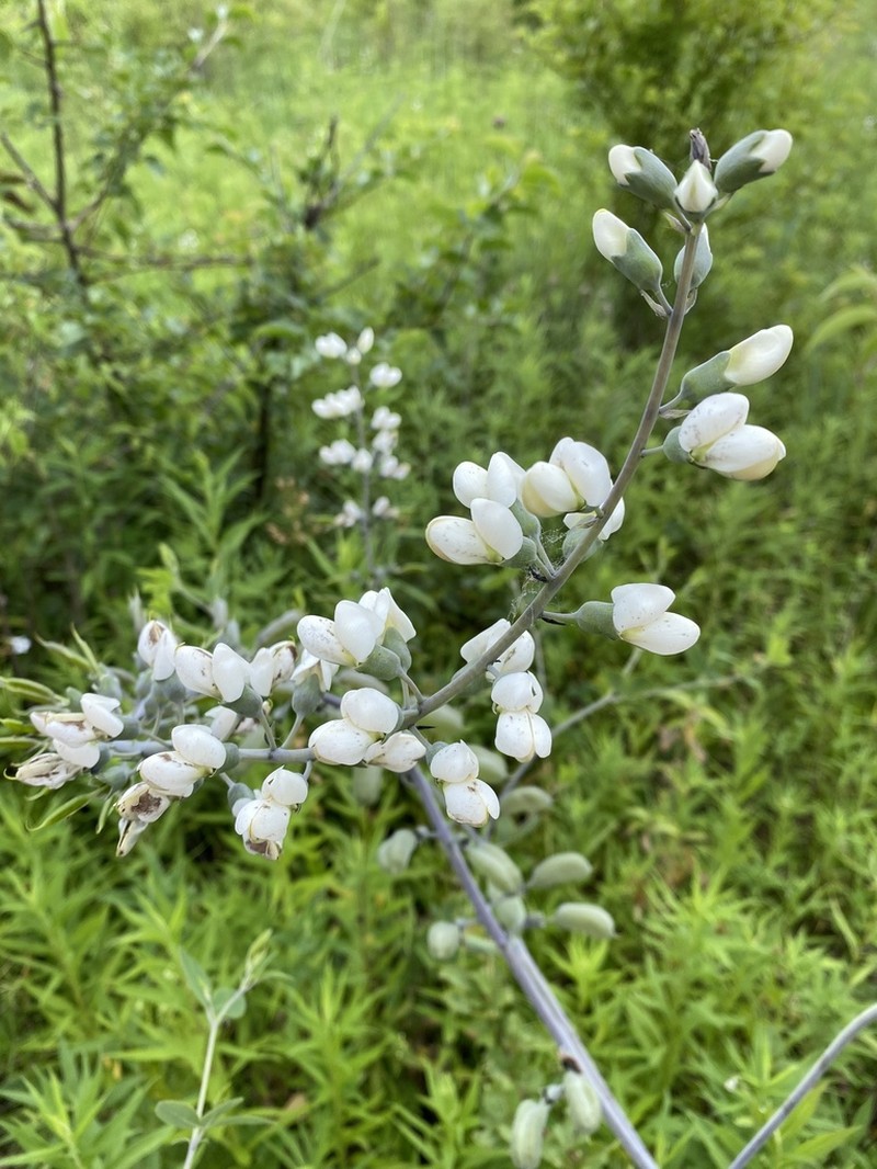 Baptisia lactea photo 5