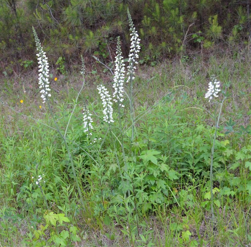 Baptisia lactea photo 6