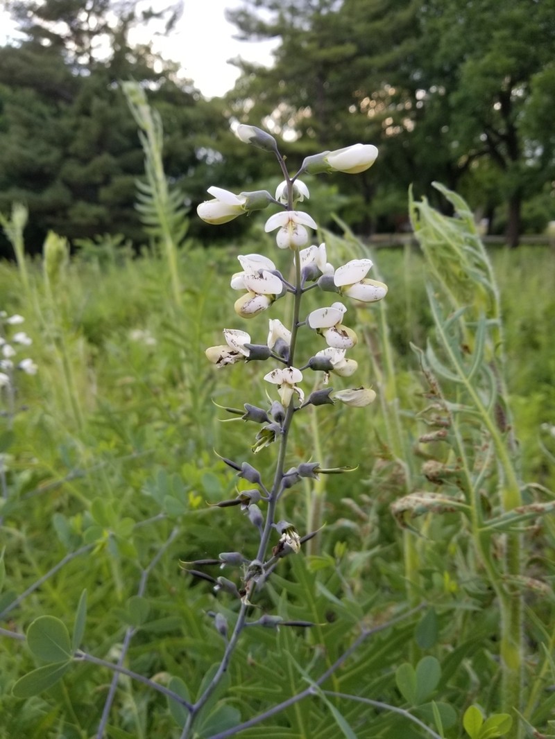 Baptisia lactea photo 7