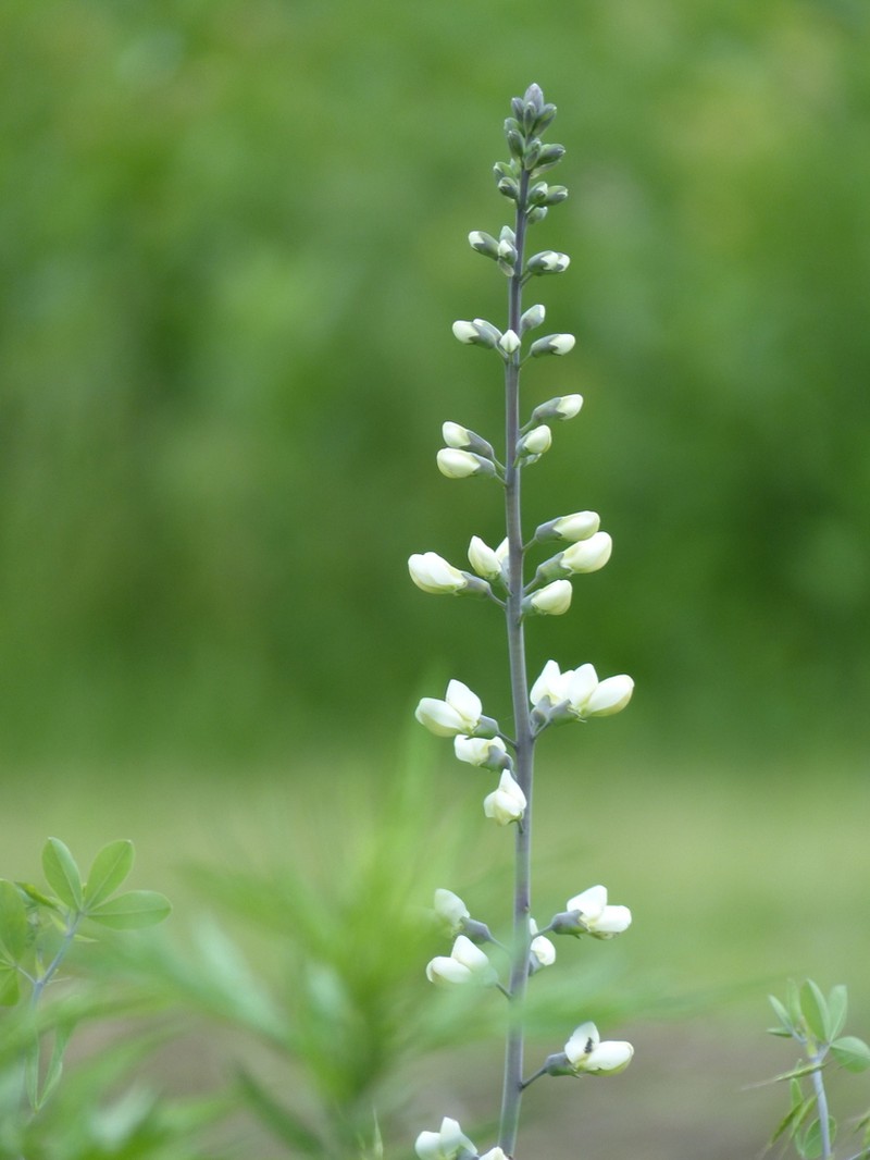 Baptisia lactea photo 8