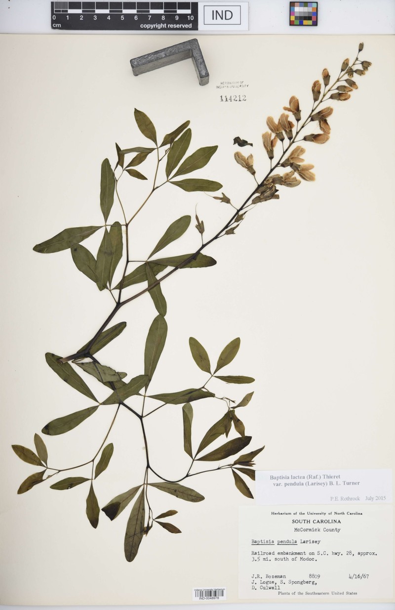 Baptisia lactea var. pendula