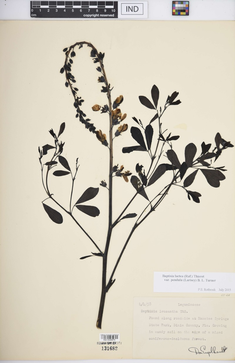 Baptisia lactea var. pendula photo 2