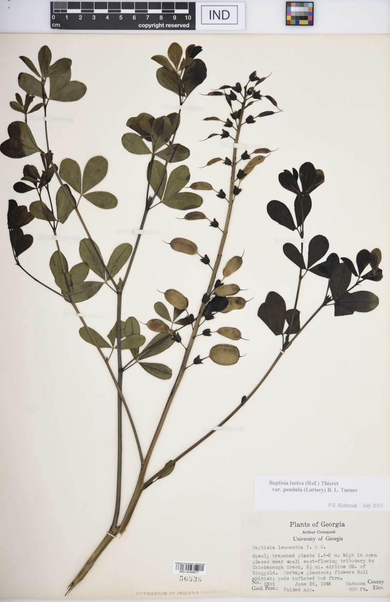 Baptisia lactea var. pendula photo 3