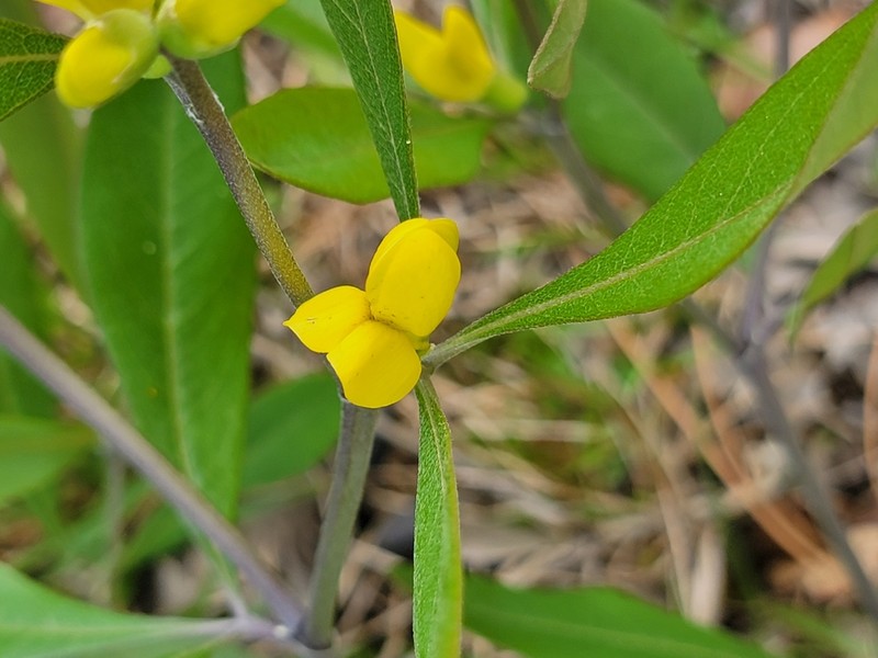 Gopherweed photo 2