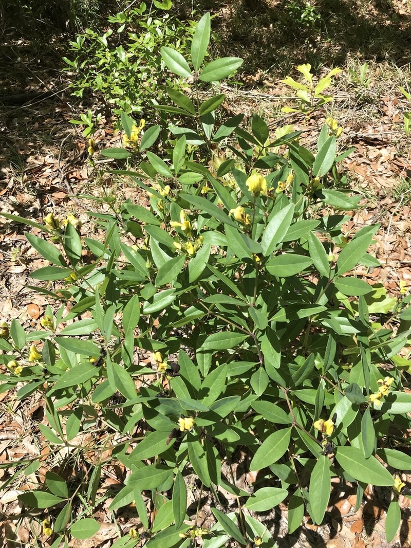 Gopherweed photo 4