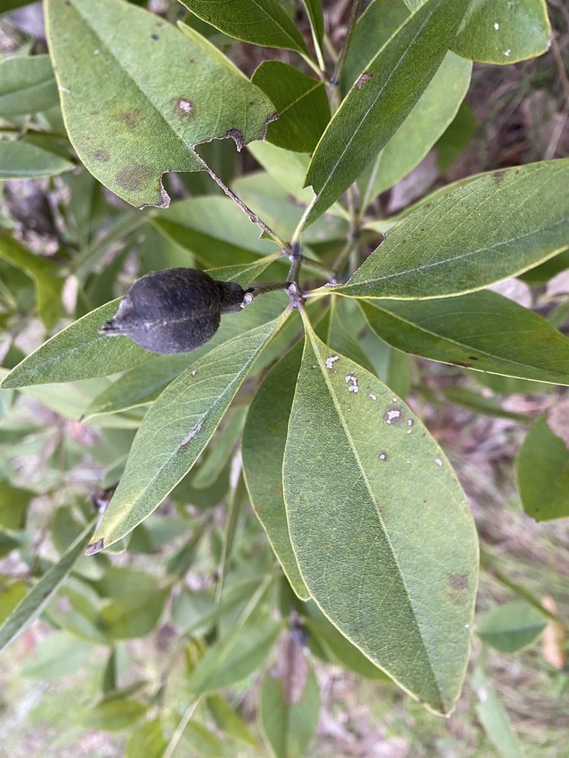 Gopherweed photo 5