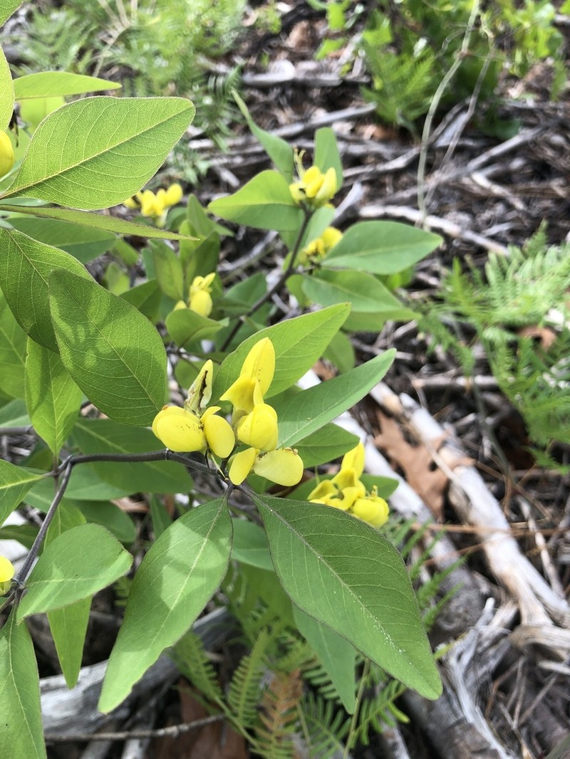Gopherweed photo 6