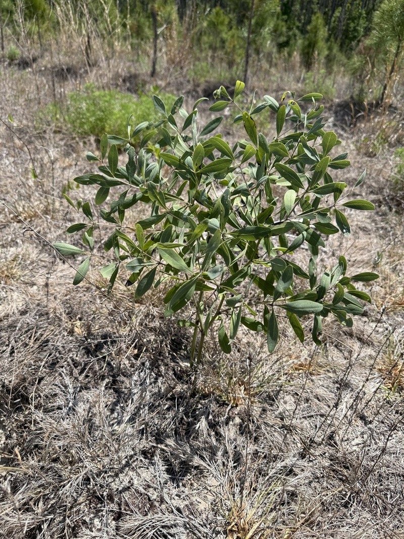 Gopherweed photo 7
