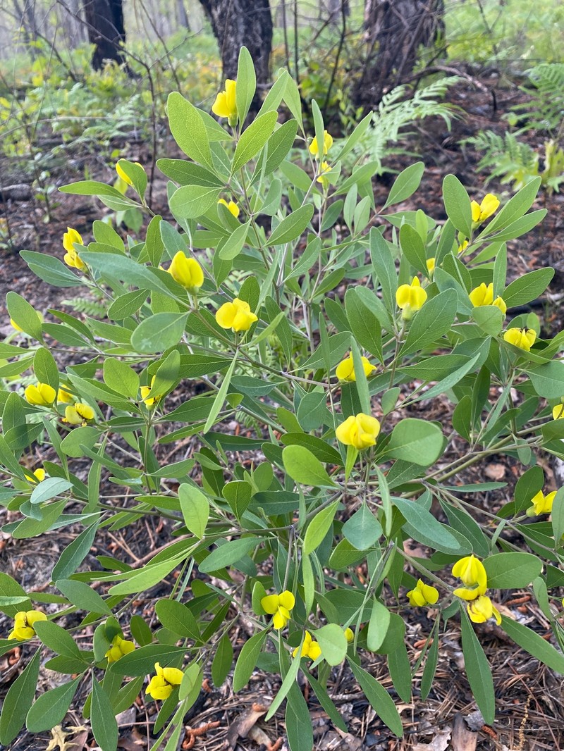 Gopherweed