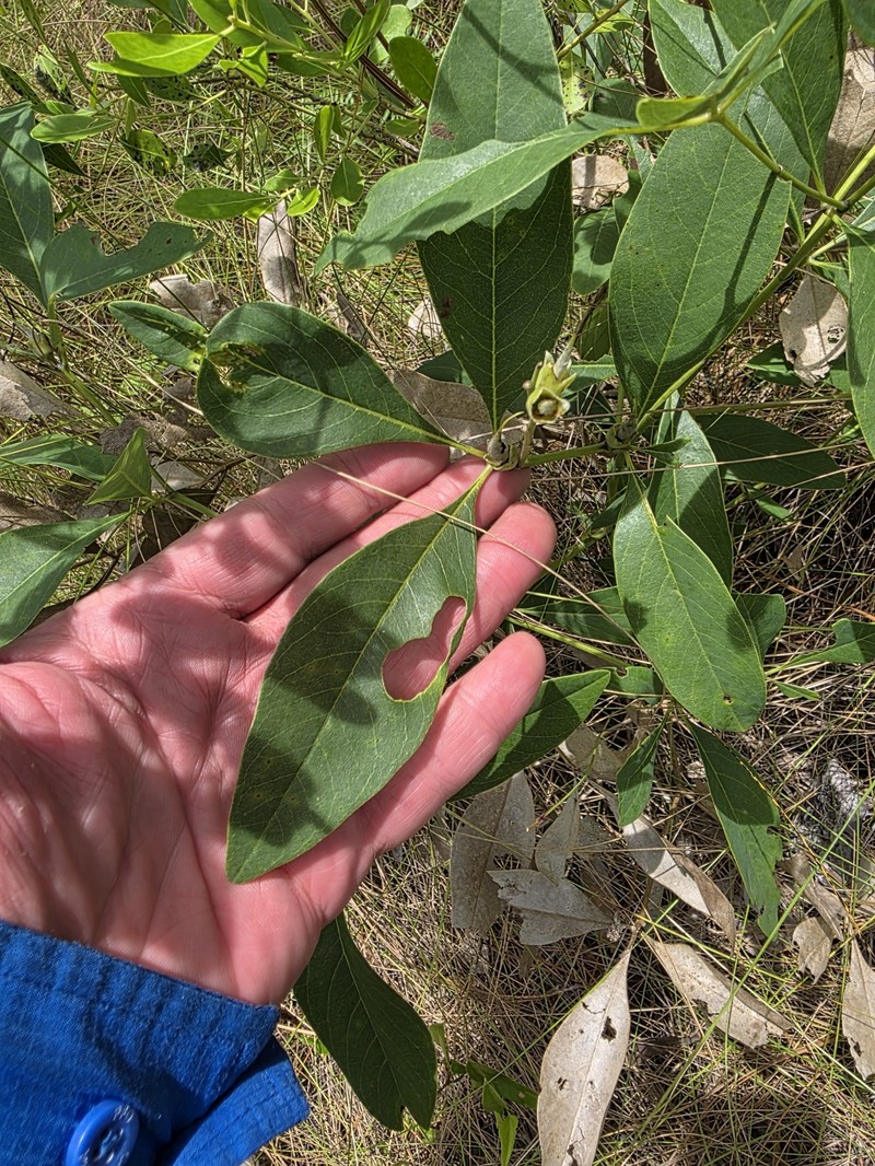 Baptisia lanceolata var. elliptica