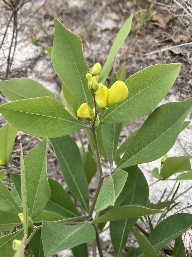 Baptisia lanceolata var. elliptica photo 2