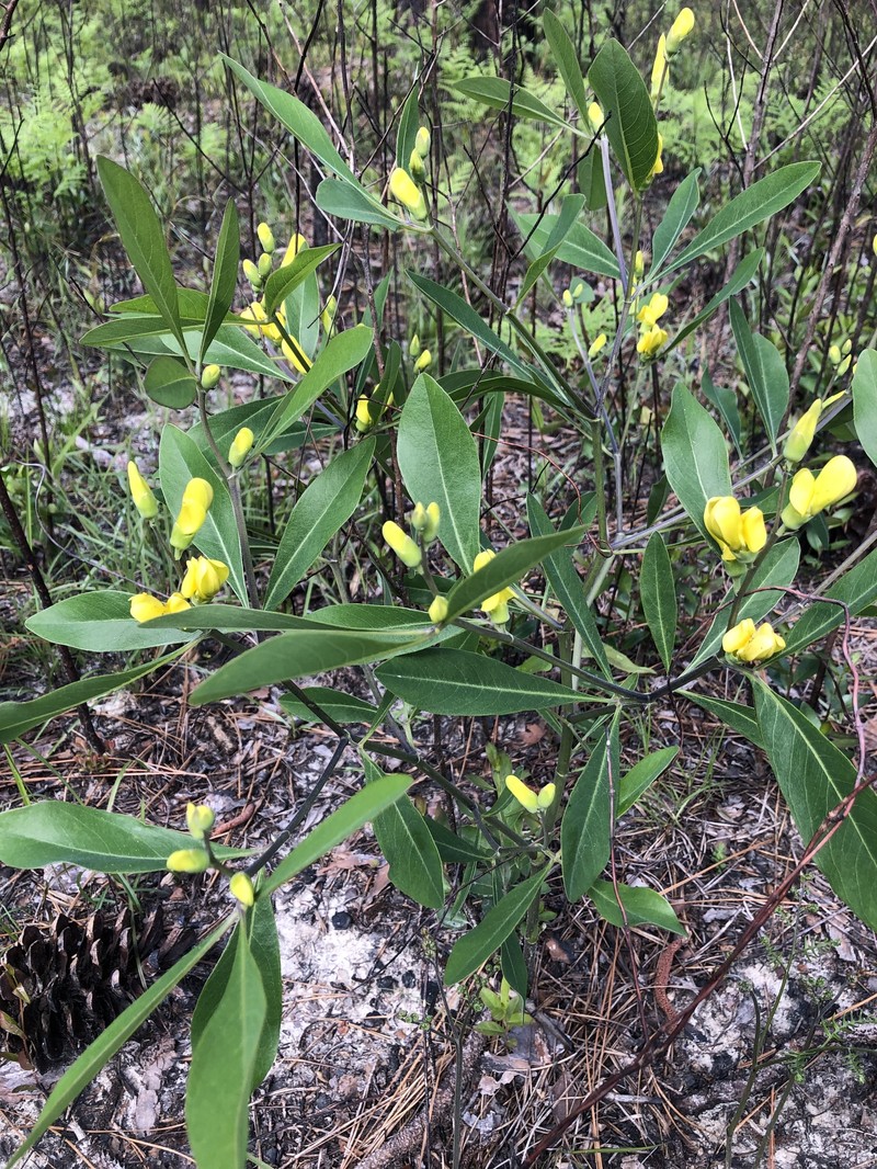 Baptisia lanceolata var. elliptica photo 3