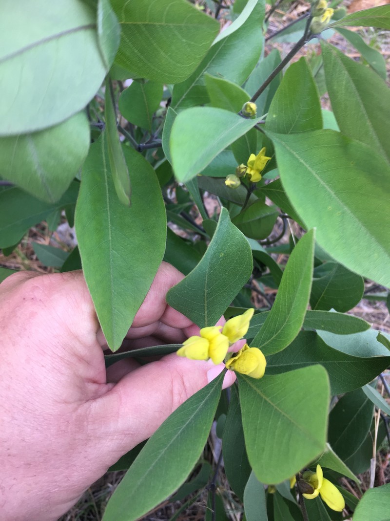 Baptisia lanceolata var. elliptica photo 4