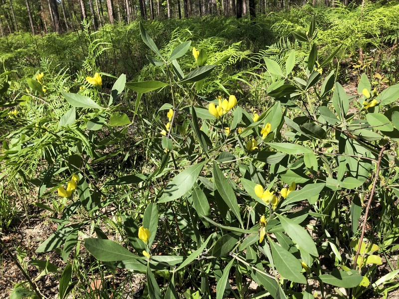 Baptisia lanceolata var. elliptica photo 5