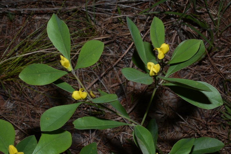 Baptisia lanceolata var. elliptica photo 6