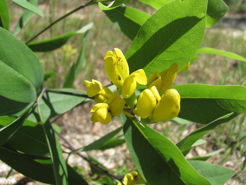 Baptisia lanceolata var. elliptica photo 7