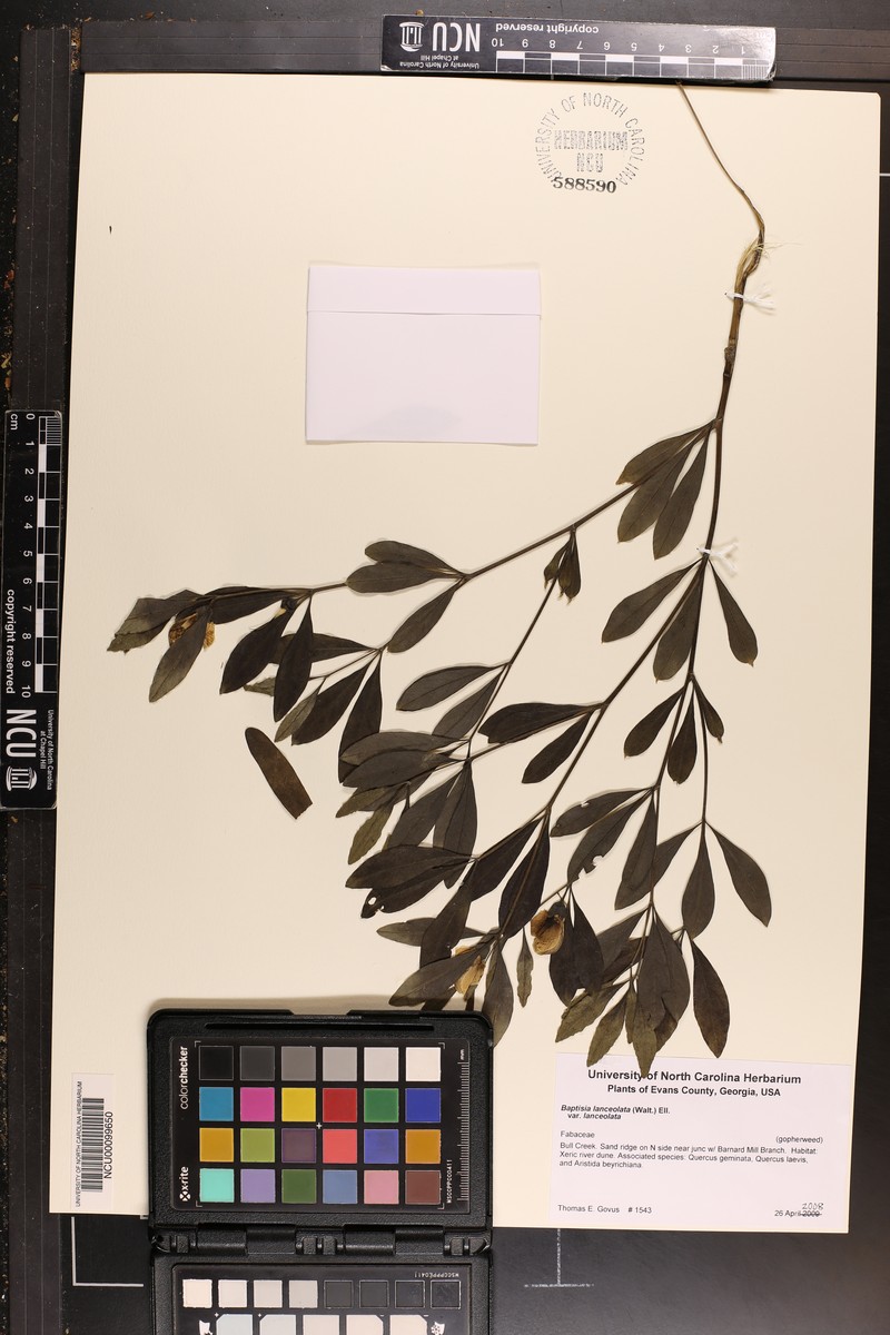 Baptisia lanceolata var. lanceolata photo 2
