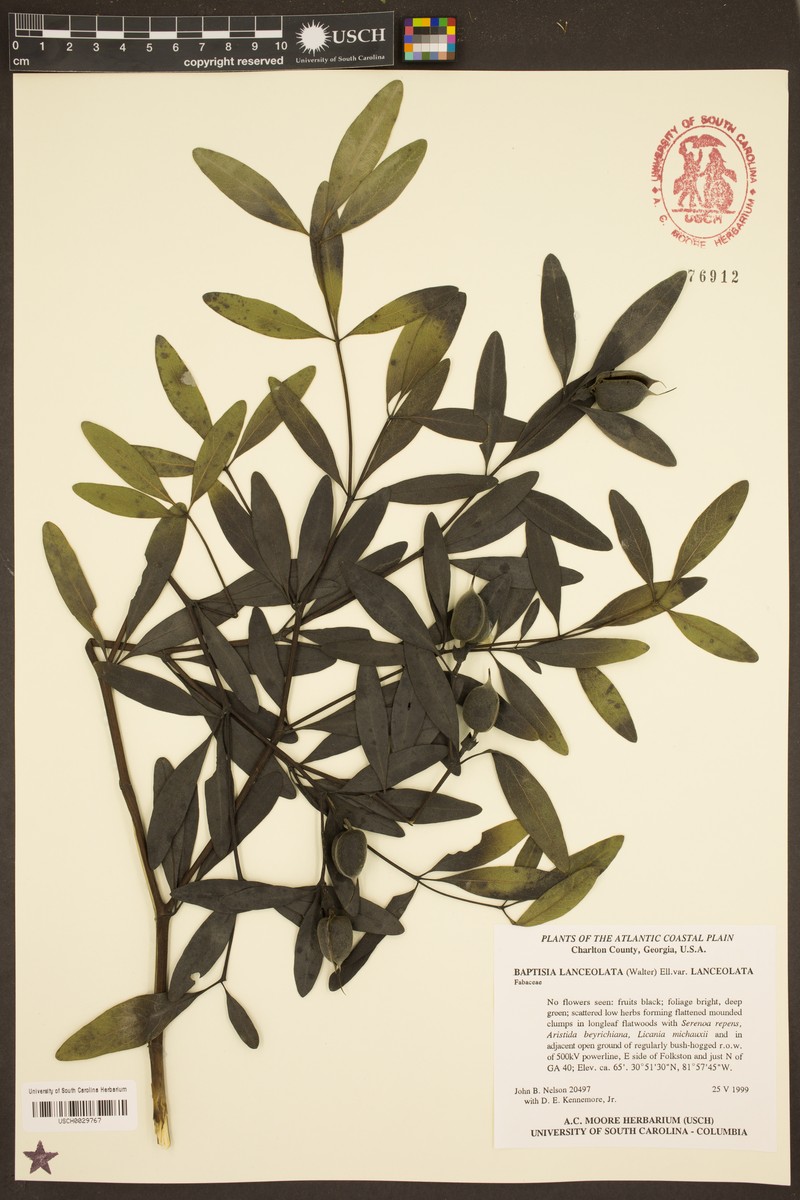 Baptisia lanceolata var. lanceolata photo 3