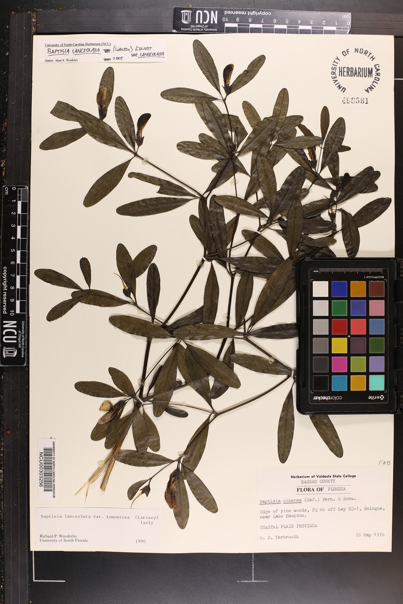 Baptisia lanceolata var. lanceolata photo 4