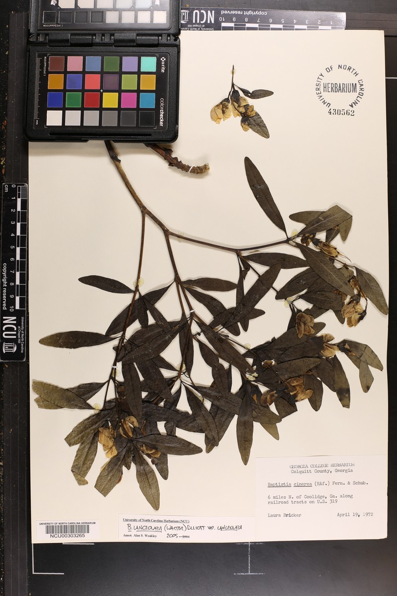 Baptisia lanceolata var. lanceolata photo 5