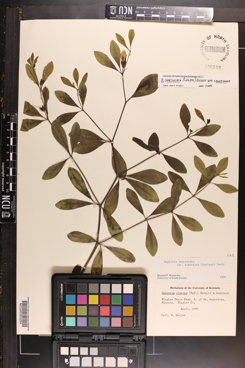 Baptisia lanceolata var. lanceolata photo 6
