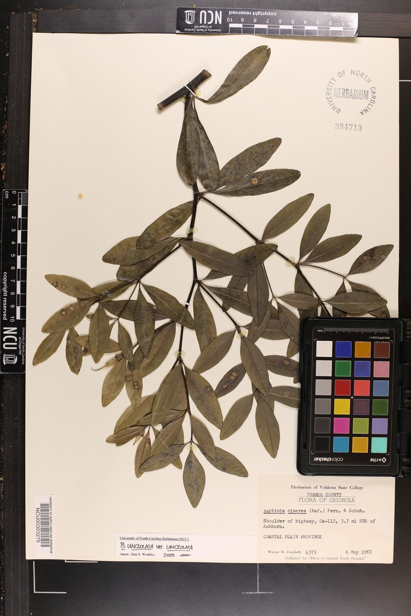 Baptisia lanceolata var. lanceolata photo 8