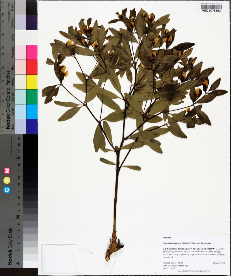 Baptisia lanceolata var. lanceolata