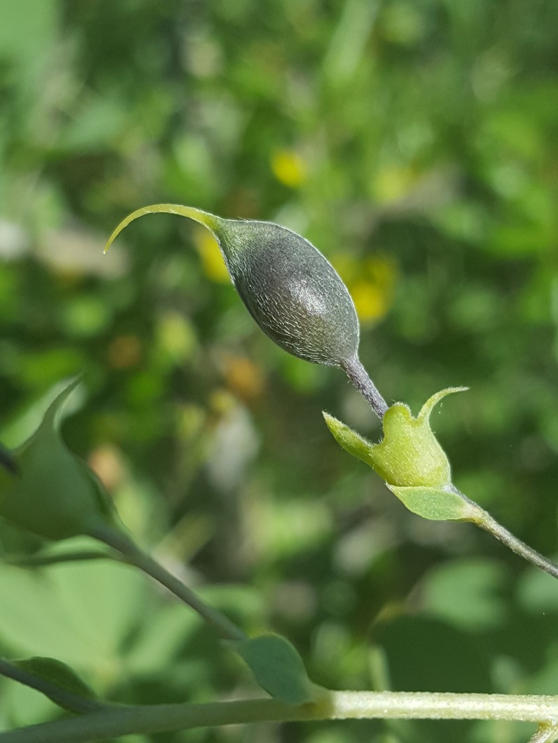 Pineland Wild Indigo photo 3