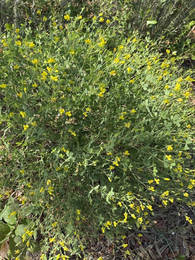 Pineland Wild Indigo photo 4