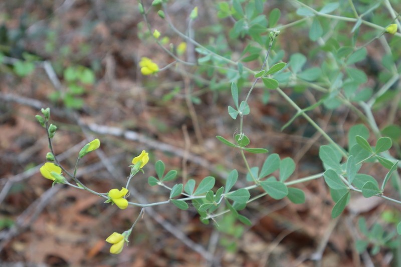 Pineland Wild Indigo photo 5