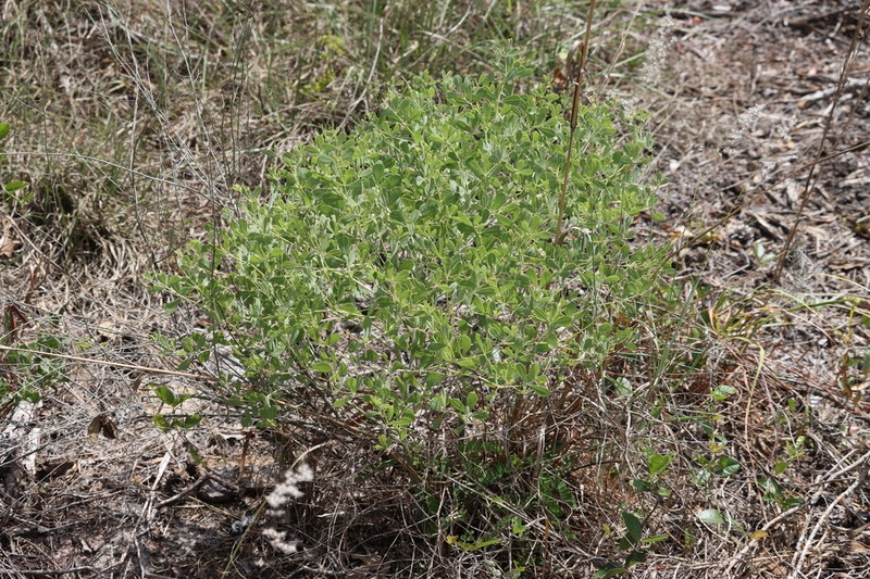 Pineland Wild Indigo photo 7