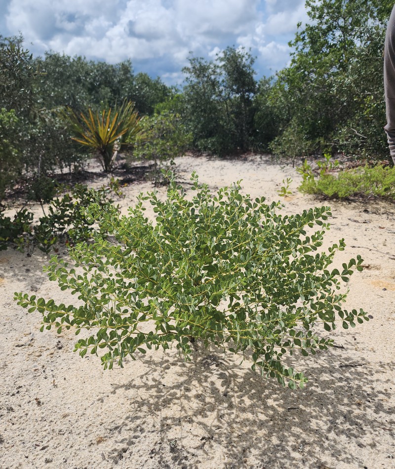 Pineland Wild Indigo