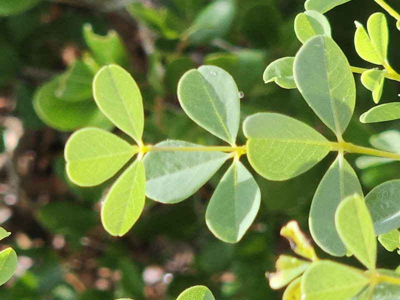 Pineland Wild Indigo photo 2