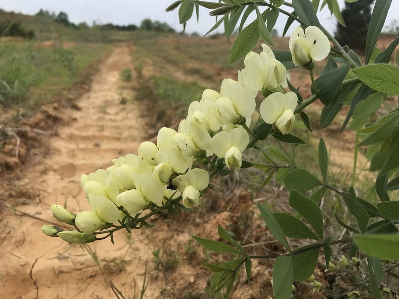 Baptisia leucophaea