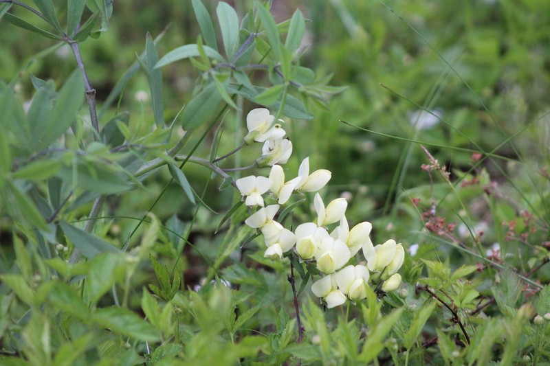 Baptisia leucophaea photo 2