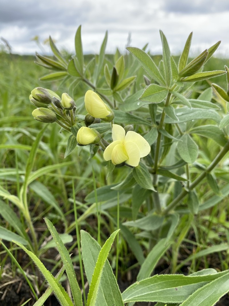 Baptisia leucophaea photo 3